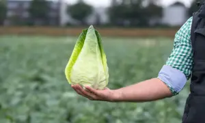 Rolnik trzyma w dłoni dorodną kapustę stożkową na tle pola.