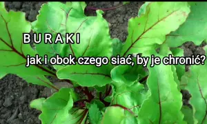 Co siać po burakach cukrowych? Uniknij błędów, zwiększ zysk!