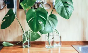 Monstera w szklanych wazonach z wodą, gotowa do ukorzenienia. Proste sposoby na monstera pielęgnacja.