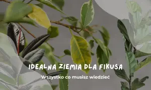 Idealna ziemia do fikusa: poznaj sekrety zdrowych liści i bujnego wzrostu. Dowiedz się, jaka ziemia będzie najlepsza dla Twojego fikuska.