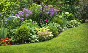 Kwiatowy klomb w ogrodzie, pełen fioletowych i niebieskich kwiatów, zielonych liści i soczystej trawy.