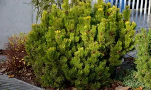 Krzaczasta sosna odmiany Pinus mugo 'Winter Gold' z igłami w odcieniach zieleni i złota, ozdobiona małymi szyszkami.