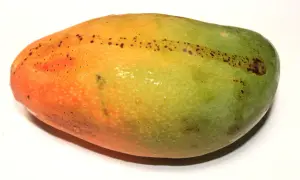 Oto jak wygląda mango: owoc o gładkiej skórce, przechodzącej od pomarańczowej do zielonej, z drobnymi, ciemnymi plamkami.