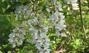 Gracje robinia akacjowa, zwana też akacją, w pełnym rozkwicie. Jej białe, pachnące kwiaty zwisają w kiściach, przyciągając pszczoły.