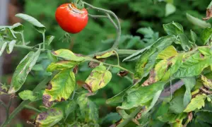 Czerwony pomidor z plamami, liście rośliny pokryte brązowymi i żółtymi przebarwieniami, oznaki zarazy ziemniaczanej na pomidorach.