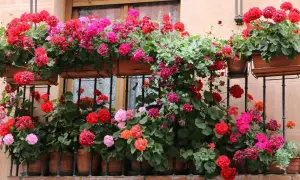 Balkon pełen kwitnących pelargonii odmiany. Krwista czerwień, róż i fuksja tworzą barwny dywan.