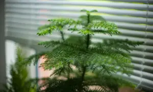 Zielona, gęsta araukaria domowa z igiełkami, rosnąca przy oknie z żaluzjami.