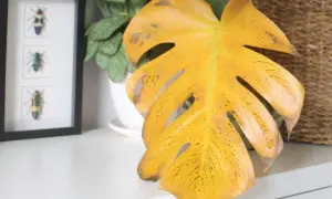 Monstera żółkną liście, z brązowymi plamami i czarnymi kropkami. Obok ramka z owadami i pleciony kosz.