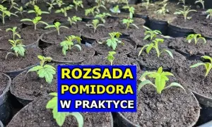Pomidory: Kiedy siać? Kalendarz siewu i sekrety rozsady