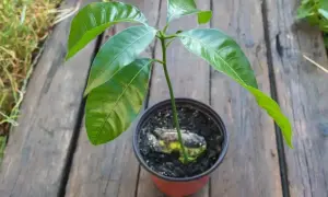 Młode drzewko mango z zielonymi liśćmi wyrasta z pestki w doniczce na drewnianym blacie.