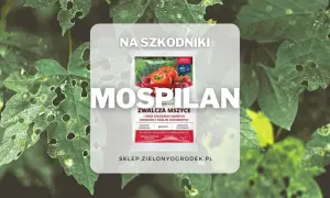 Mospilan zwalcza mszyce i inne szkodniki. Sprawdź mospilan dawkowanie na warzywa, owoce i rośliny ozdobne.