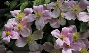 Delikatne, różowe kwiaty powojnika zachwycają. Pielęgnacja clematis uprawa to radość dla każdego ogrodnika.