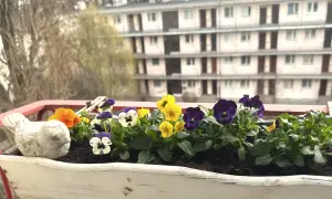 Kolorowe bratki w skrzynce na balkonie, kwitnące od wiosny do jesieni, cieszą oko.