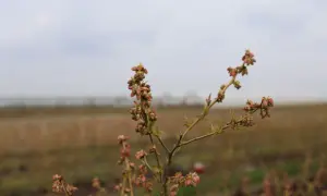 Pąki borówki amerykańskiej, być może zwiastujące choroby borówki amerykańskiej, na tle pola i nieba.