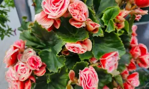 Kwitnąca begonia domowa w odcieniach różu i czerwieni, z bujnymi, zielonymi liśćmi.
