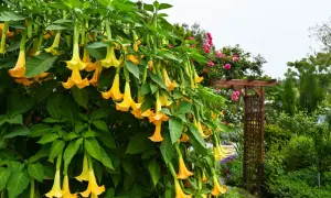 Kwiat datura o żółtych, trąbkowatych kwiatach zwisających z zielonych gałęzi, w tle różowe róże i drewniana pergola.
