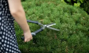 Dłoń w kropkowanej sukience przycina gęstą sosnę nożycami ogrodniczymi, nadając jej kształt.
