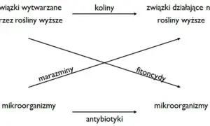 Schemat ilustruje allelopatię: związki roślinne (koliny, fitoncydy) wpływają na inne rośliny i mikroorganizmy (marazminy, antybiotyki).