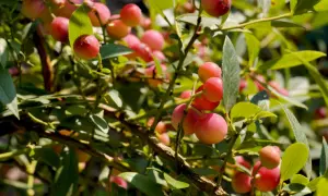 Gałązki krzewu z owocami borówki pink lemonade, które dojrzewają, nabierając różowo-czerwonego koloru.
