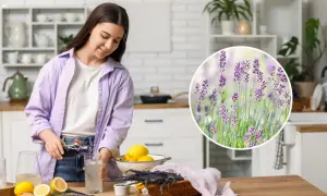 Kobieta przygotowuje napój z cytrynami i lawendą, zastanawiając się, czy lawenda jest jadalna.