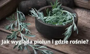 Gałązki piołunu, z charakterystycznymi, srebrzystymi liśćmi, w drewnianej misie. Poznaj, jak wygląda piołun i gdzie rośnie.