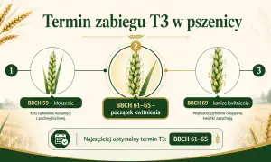 Grafika pokazuje etapy rozwoju kłosa pszenicy, od kłoszenia (BBCH 59) do końca kwitnienia (BBCH 69), z zaznaczonym optymalnym terminem zabiegu T3: BBCH 61-65.