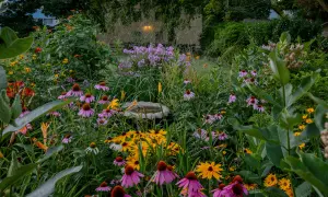 Kwiatowy ogród pełen jeżówek, rudbekii i fioletowych floksów. W tle widać dom, a na pierwszym planie kwitnie macierzanka piaskowa.