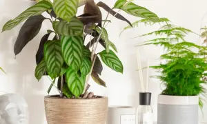 Kwiat calathea z pasiastymi liśćmi w złotej donicy, obok zielona paproć i dyfuzor zapachowy.