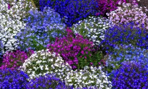 Lobelia z czym łączyć? W tej kompozycji pięknie prezentuje się z innymi odmianami lobelii w odcieniach bieli, fioletu i różnych niebieskości.