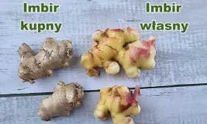 Imbir kupny i własny. Korzenie imbiru w doniczce, jeden jaśniejszy, drugi ciemniejszy.