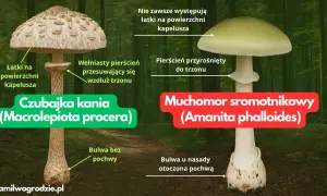 Porównanie czubajki kani i muchomora sromotnikowego. Zobacz, jak wygląda kania trująca, która łudząco przypomina jadalną kuzynkę.