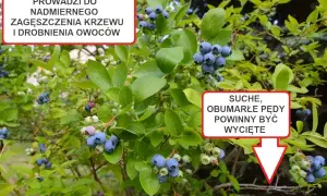 Sezon na borówki amerykańskie: Kiedy są najlepsze i najtańsze?