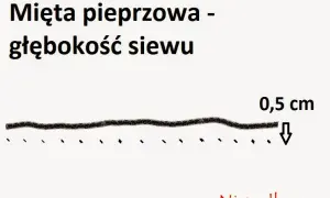 Mięta: Kiedy siać i sadzić? Przewodnik po terminach dla bujnych ziół