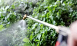 Opryskiwacz z płynem, być może do ochrony roślin przed szkodnikami, w tle zielone liście. Sercadis.