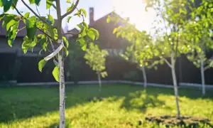 Młode drzewka owocowe w słonecznym ogrodzie. Planowanie, jak rozplanować drzewa owocowe w ogrodzie, by miały miejsce do wzrostu.