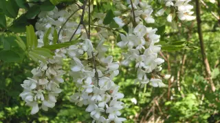 Gracje robinia akacjowa, zwana też akacją, w pełnym rozkwicie. Jej białe, pachnące kwiaty zwisają w kiściach, przyciągając pszczoły.