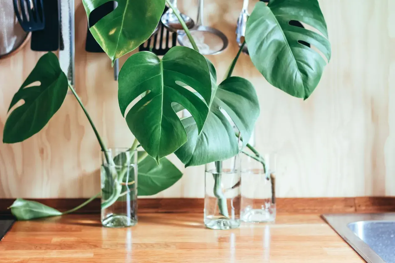 Monstera w szklanych wazonach z wodą, gotowa do ukorzenienia. Proste sposoby na monstera pielęgnacja.