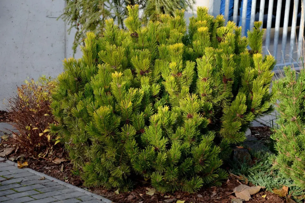 Krzaczasta sosna odmiany Pinus mugo 'Winter Gold' z igłami w odcieniach zieleni i złota, ozdobiona małymi szyszkami.