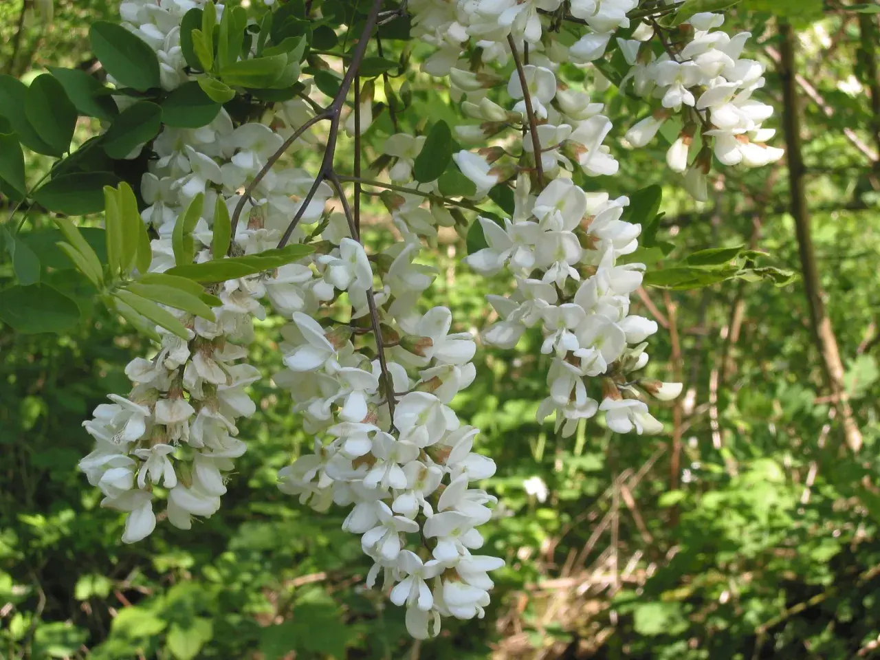 Gracje robinia akacjowa, zwana też akacją, w pełnym rozkwicie. Jej białe, pachnące kwiaty zwisają w kiściach, przyciągając pszczoły.