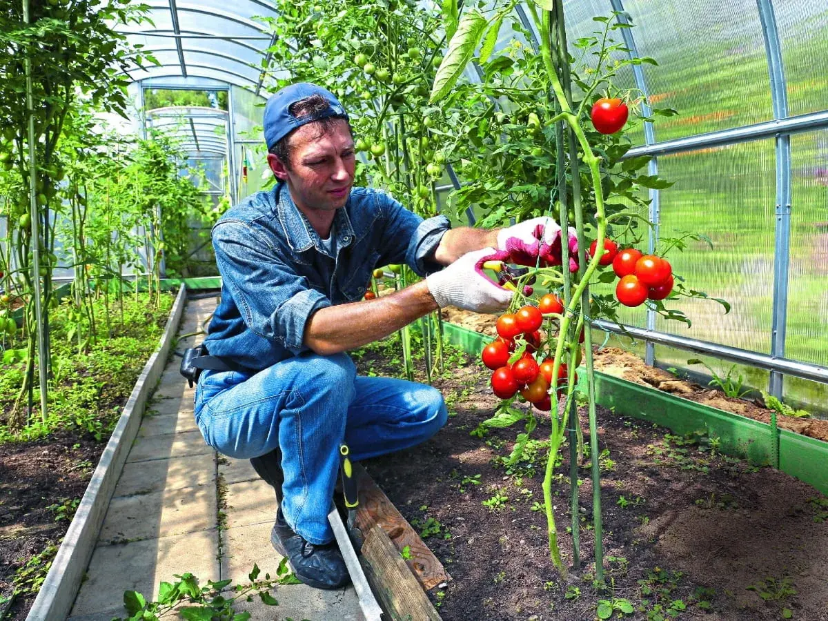 Mężczyzna w szklarni pielęgnuje **uprawę pomidorów w gruncie**. Zrywa dojrzałe, czerwone owoce.