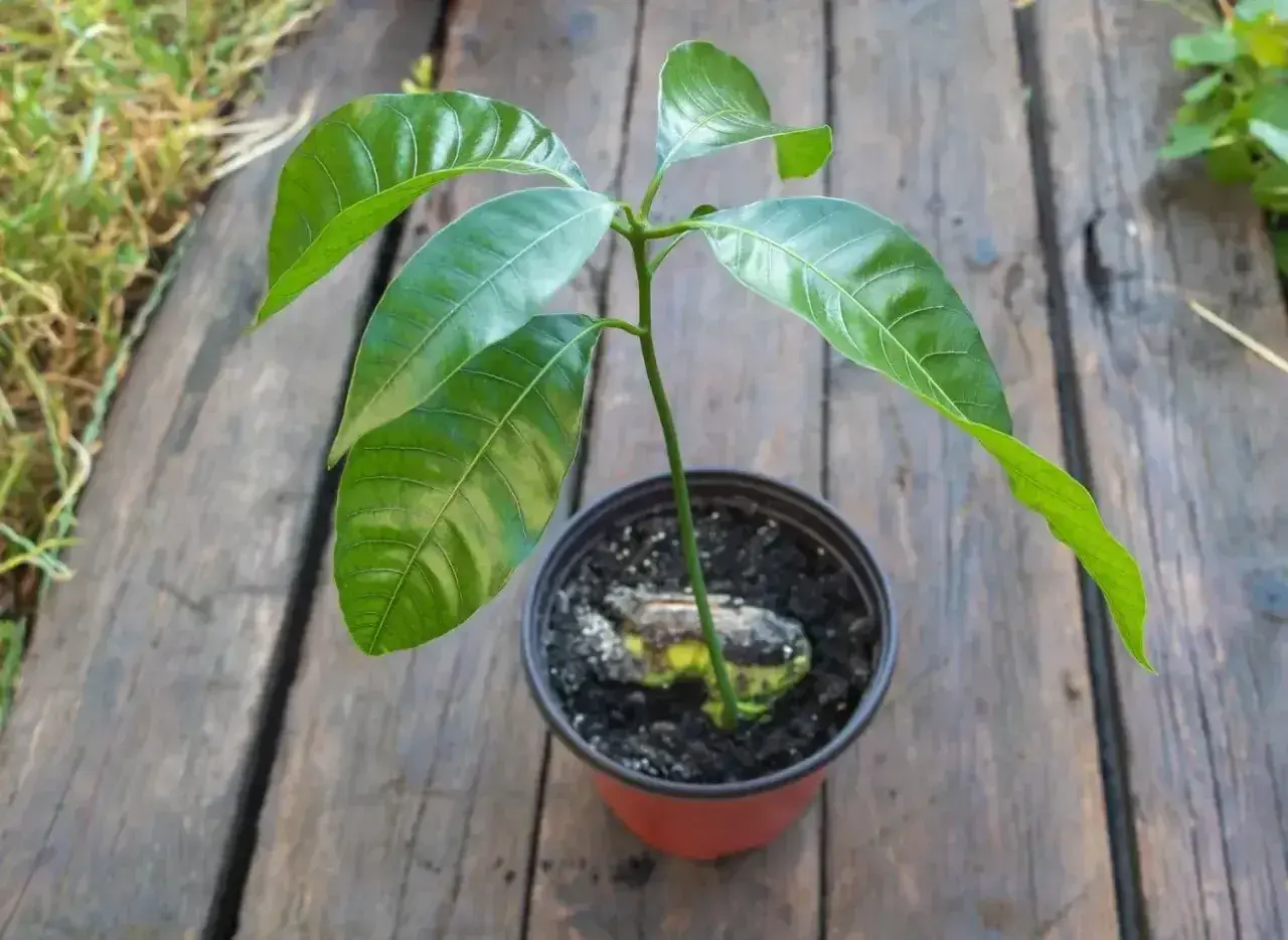 Młode drzewko mango z zielonymi liśćmi wyrasta z pestki w doniczce na drewnianym blacie.