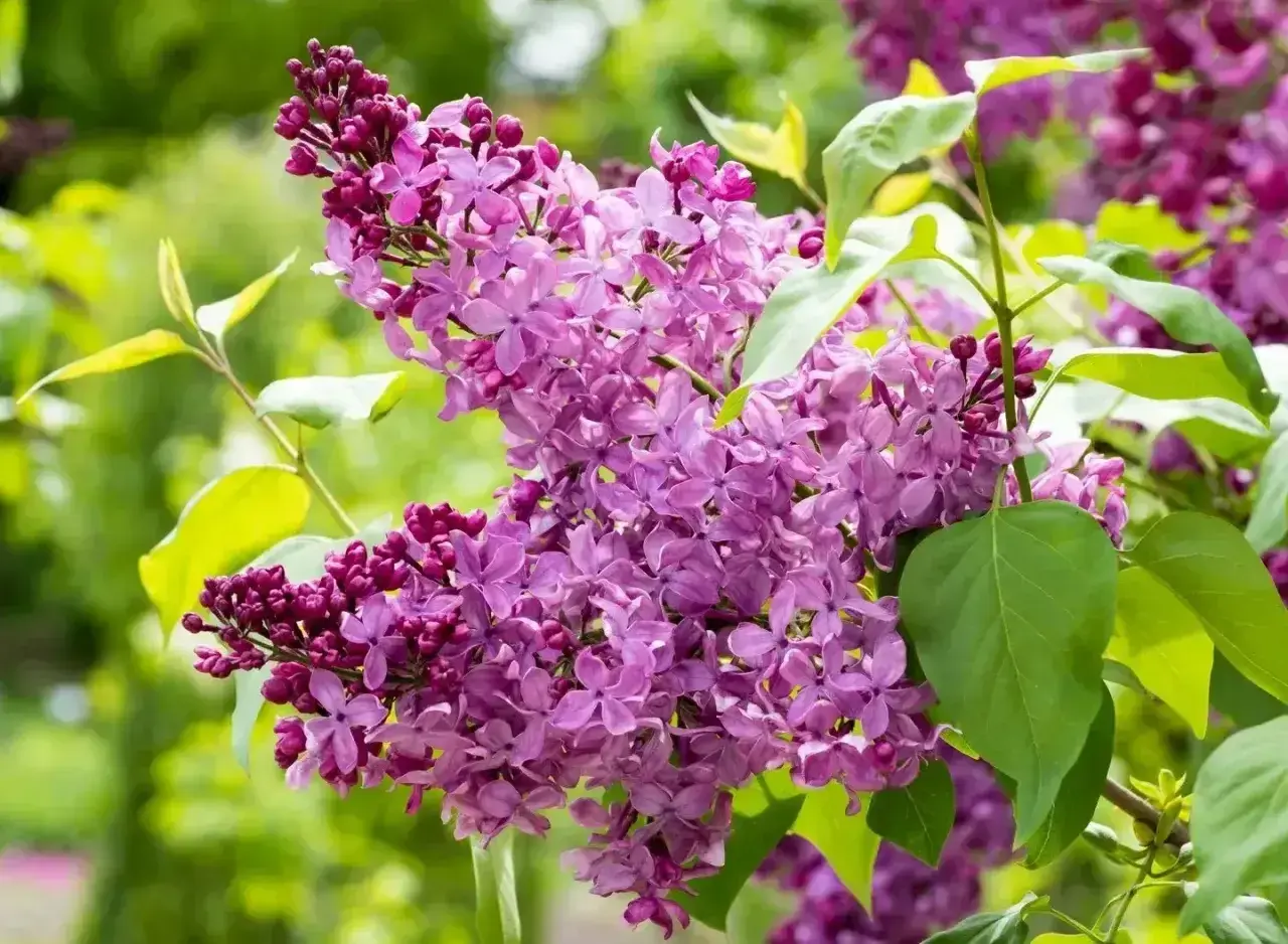 Fioletowe kwiaty bzu na pniu, pachnące wiosną, otoczone zielonymi liśćmi.