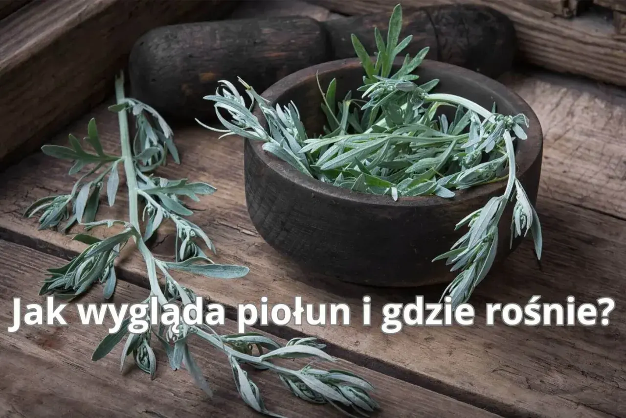 Gałązki piołunu, z charakterystycznymi, srebrzystymi liśćmi, w drewnianej misie. Poznaj, jak wygląda piołun i gdzie rośnie.