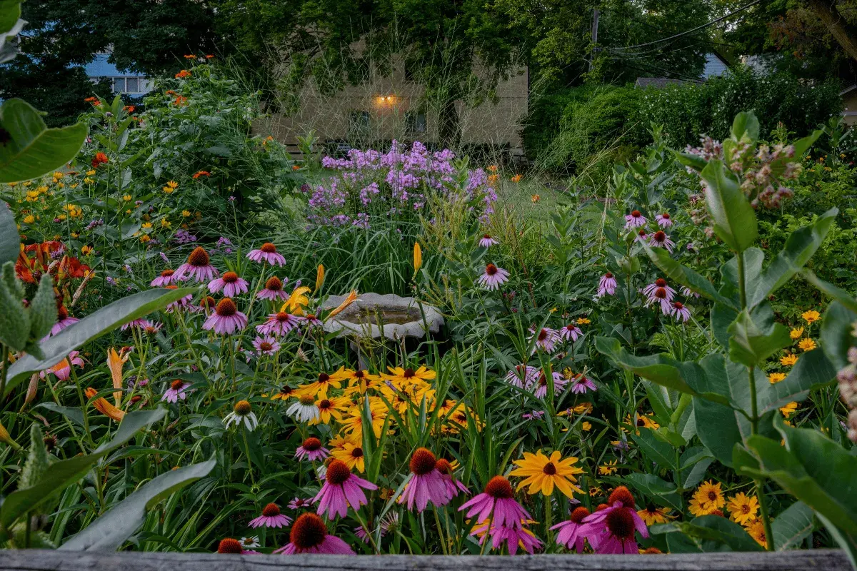 Kwiatowy ogród pełen jeżówek, rudbekii i fioletowych floksów. W tle widać dom, a na pierwszym planie kwitnie macierzanka piaskowa.