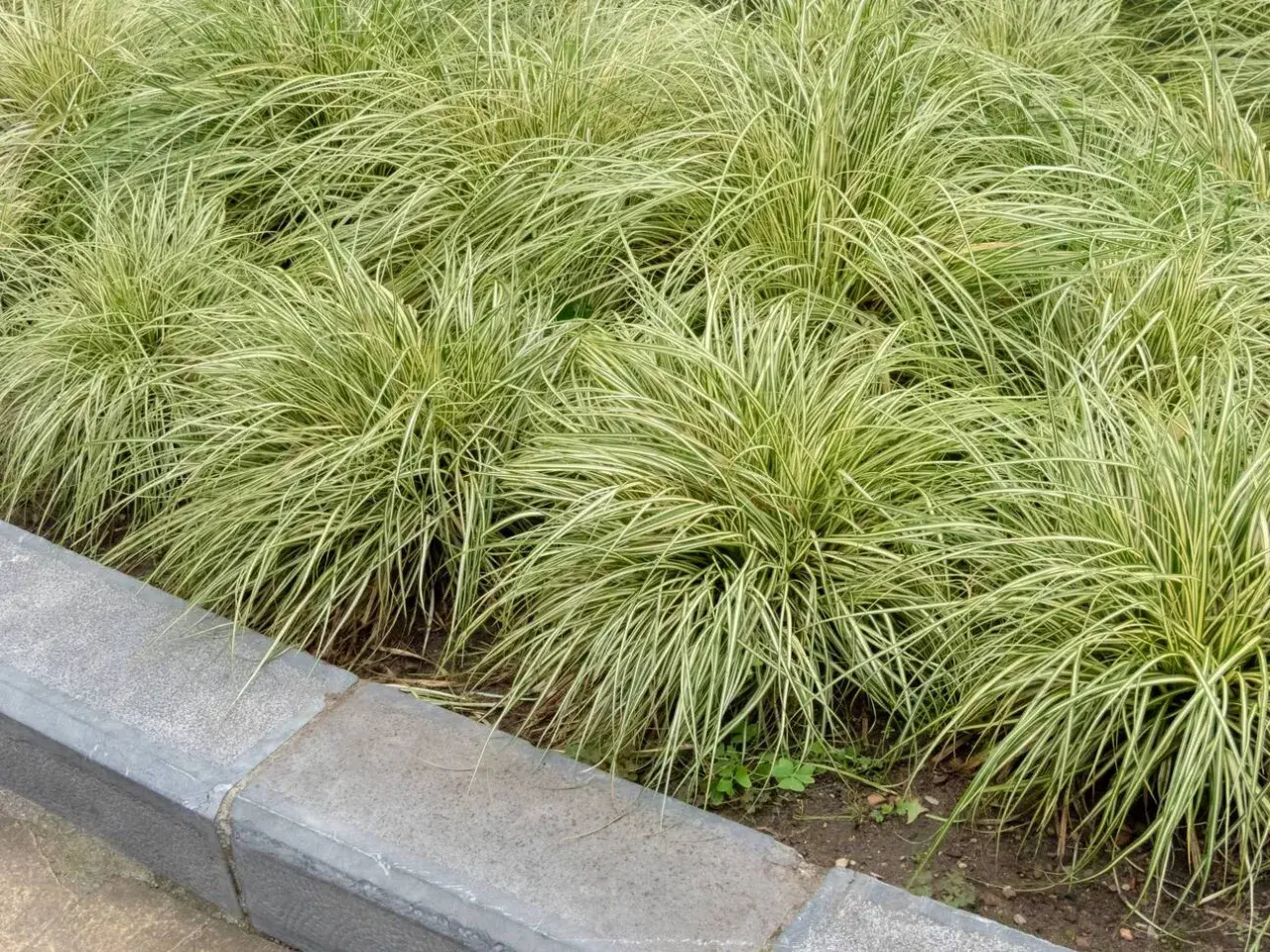 Gęste kępy turzycy zimozielonej o zielono-białych liściach tworzą piękną, trawiastą rabatę przy betonowym murku.