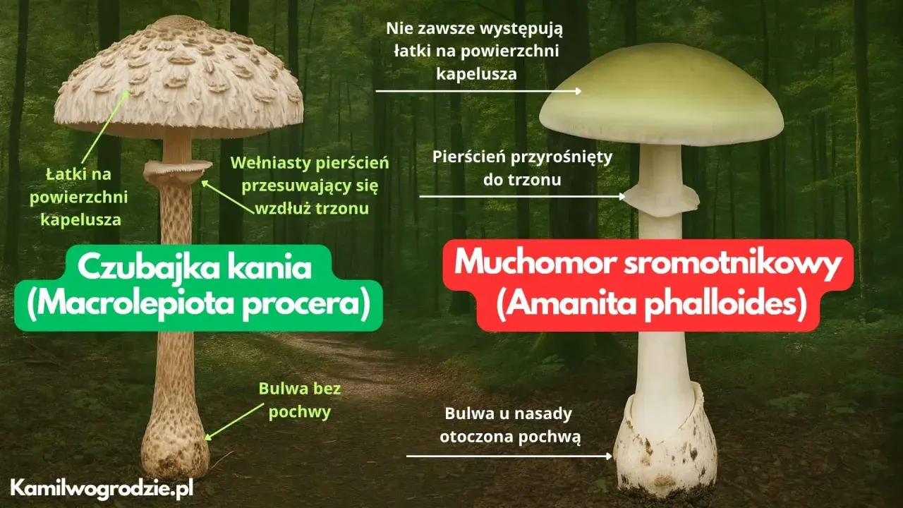 Porównanie czubajki kani i muchomora sromotnikowego. Zobacz, jak wygląda kania trująca, która łudząco przypomina jadalną kuzynkę.