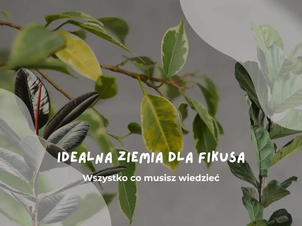 Idealna ziemia do fikusa: poznaj sekrety zdrowych liści i bujnego wzrostu. Dowiedz się, jaka ziemia będzie najlepsza dla Twojego fikuska.