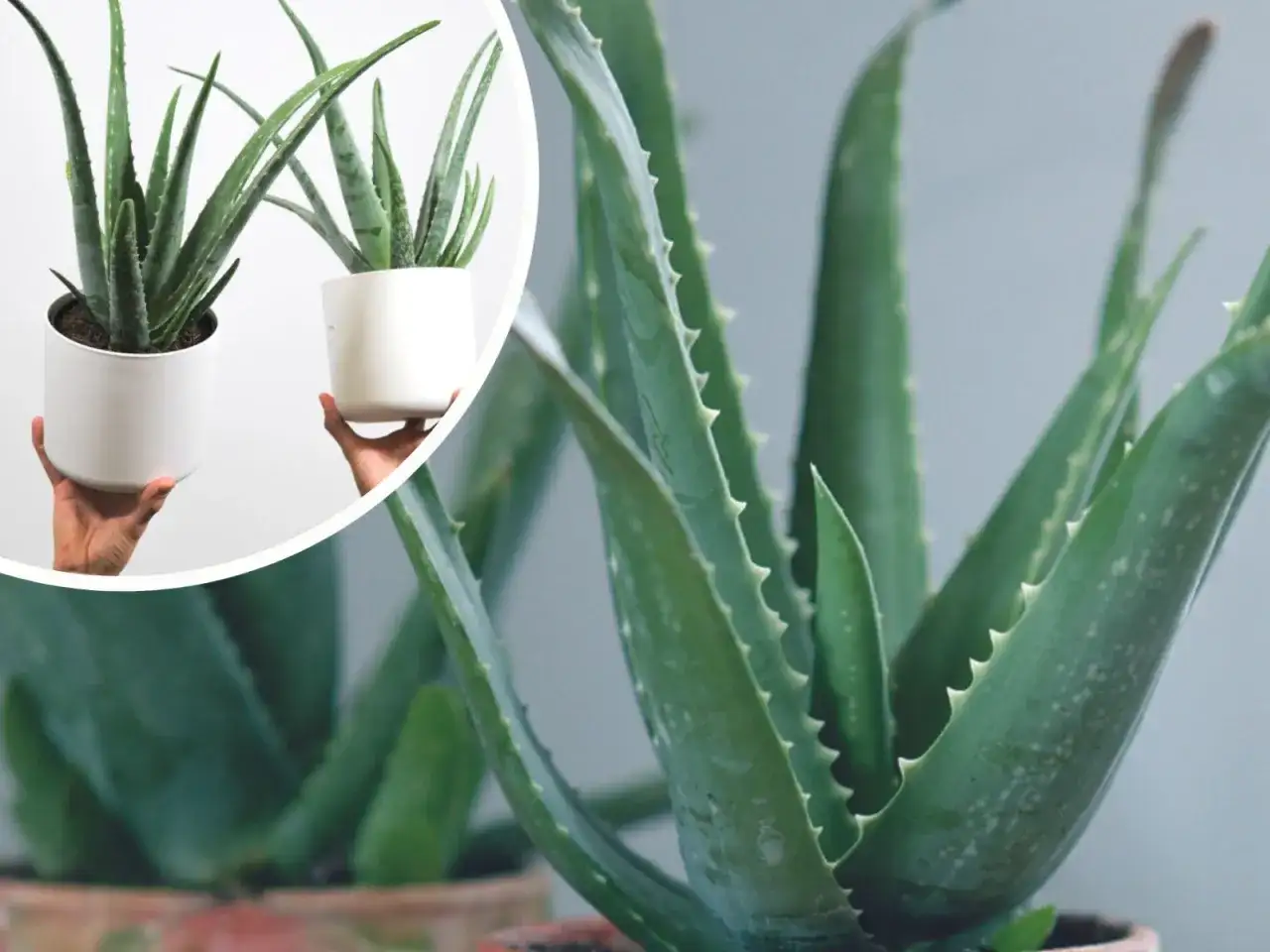 Dwa doniczkowe aloesy, jeden w białej osłonce, drugi w glinianej. Wspaniała aloes uprawa w domu.