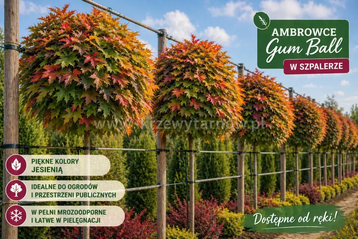 Rząd kulistych ambrowców amerykańskich 'Gum Ball' w jesiennych barwach, idealne do szpaleru.