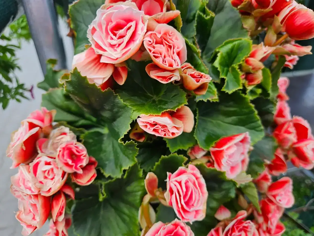 Kwitnąca begonia domowa w odcieniach różu i czerwieni, z bujnymi, zielonymi liśćmi.